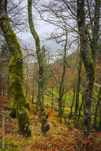 A forest covered with moss and lichen in the Serra da Estrela mountains. County of Guarda. Portugal