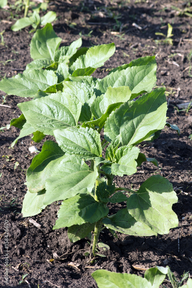 Naklejka premium The sunflower plant