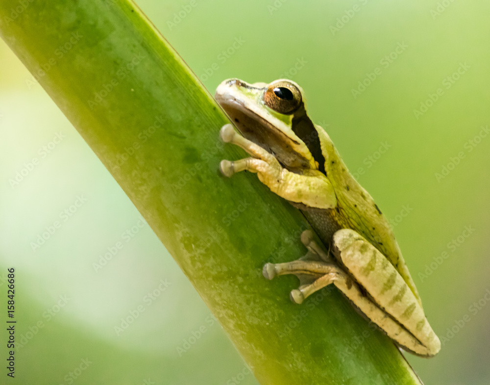 Fototapeta premium Frog