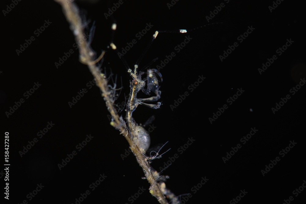 Naklejka premium Skeleton Shrimp with Eggs