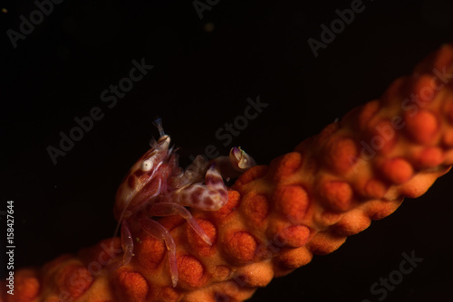 Porcelain Whip Coral Crab photo
