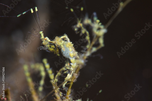 Pregnant Yellow Skeleton Shrimp