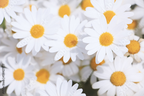 White and orange daisies in the garden  Bellis perennis   vintage style   