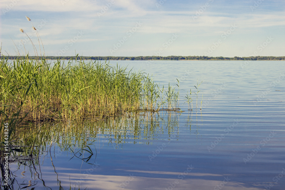 Young green reeds in the river against the sun on a summer day Young green reeds in the river against the sun on a summer day