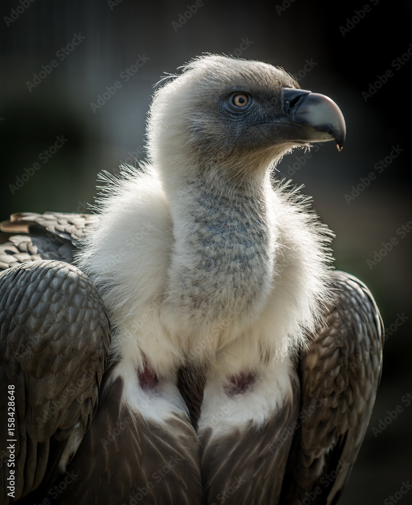 Big bird Griffon vulture