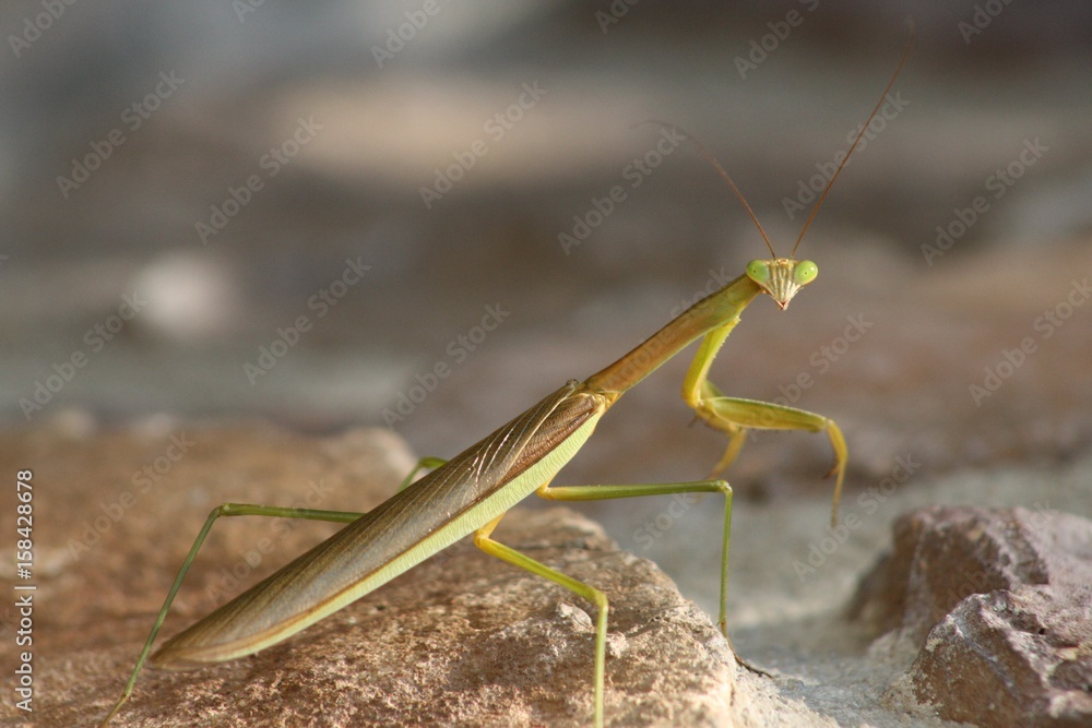 Looking into A Praying Mantis' Eyes Looking into A Praying Mantis' Eyes