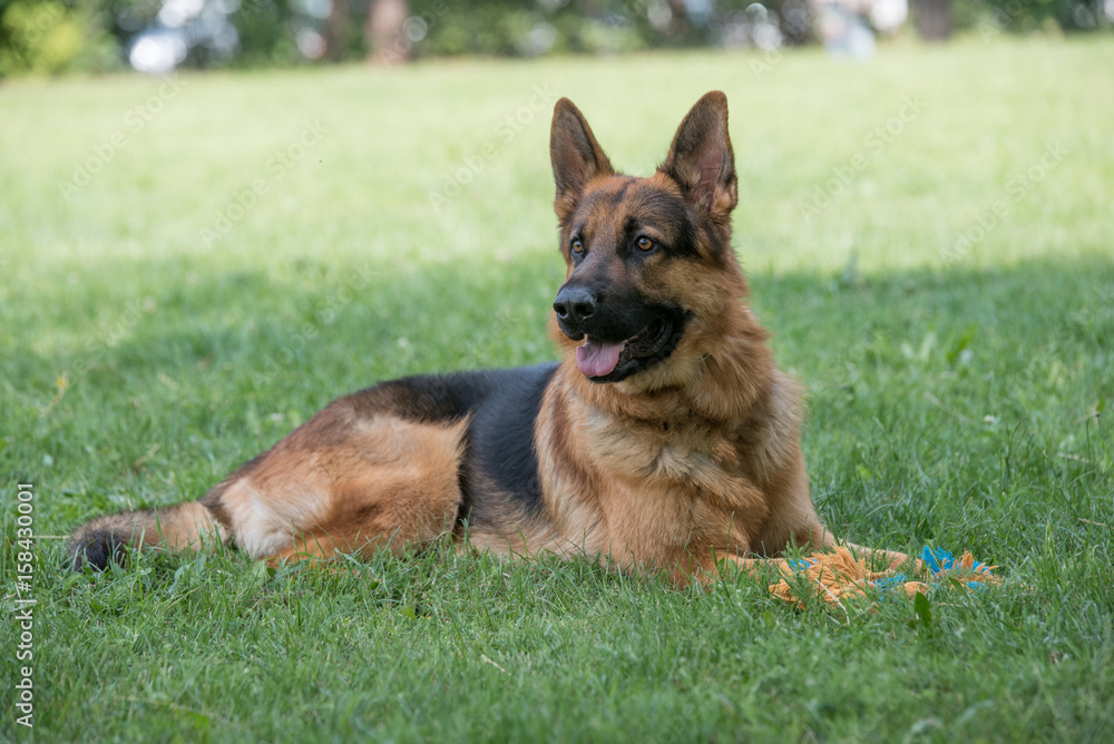 German Shepherd sitting on the green grass German Shepherd sitting on the green grass