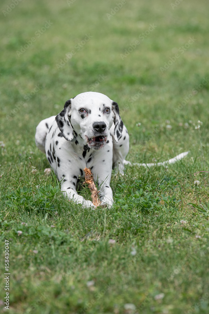 Close-up shot  of beautiful Dalmatian dog