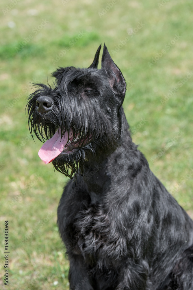 Head portrait of a cute Riesenschnauzer dog outdoor