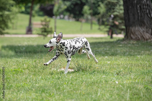 Dalmatian dog running on the grass