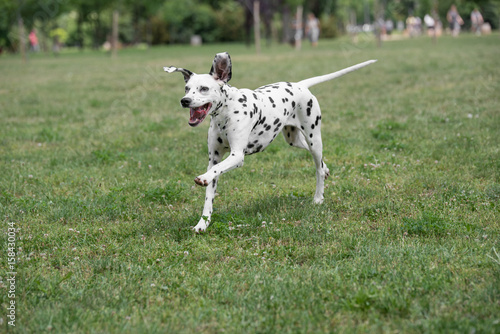 Wallpaper Mural Adorable black Dalmatian dog outdoors in summer Torontodigital.ca