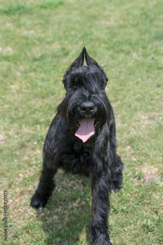 Close up of Black Giant Schnauzer or Riesenschnauzer dog outdoor © popovj2