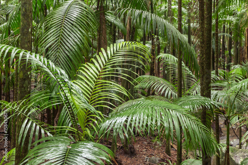 King Alexander palm trees growing in tropical rainforest