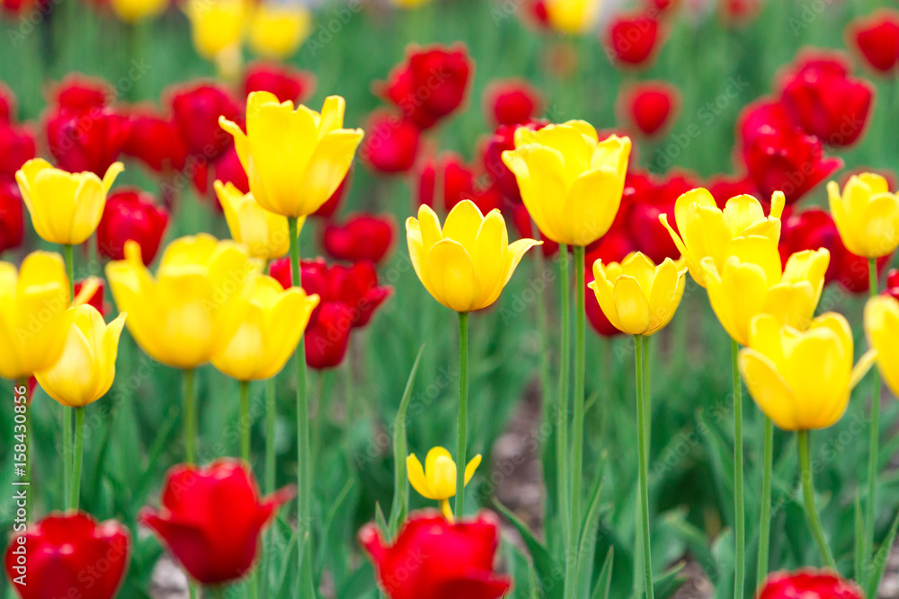Yellow and red tulips flowers background Yellow and red tulips flowers background