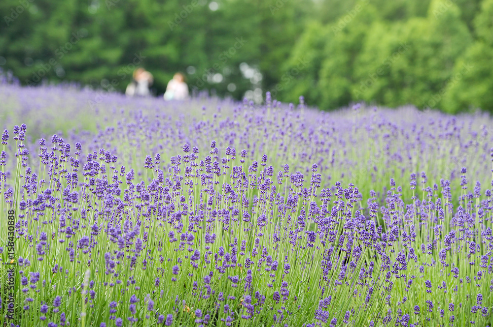 Naklejka premium ラベンダー畑