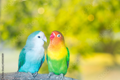 Blue and green Lovebird parrots sitting together on a tree branch at sunset