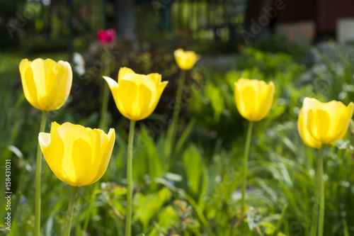 Yellow tulips grow on flowerbed