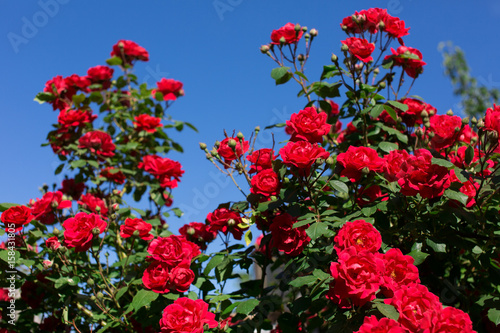 Fototapeta Naklejka Na Ścianę i Meble -  Rose bush