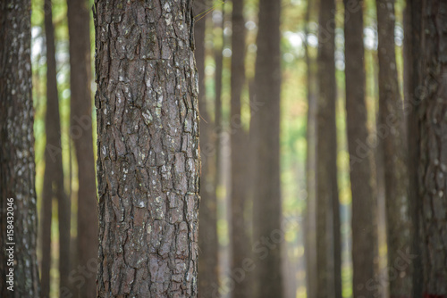 pine forest with trunk with bark