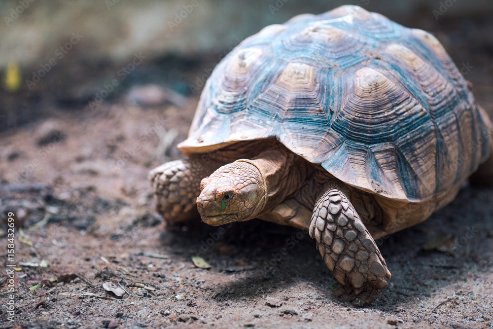 African Spurred Tortoise (Geochelone sulcata)Walking African Spurred Tortoise (Geochelone sulcata)Walking