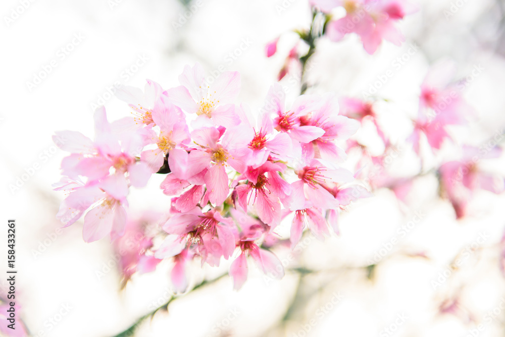 Beautiful cherry blossom sakura in spring time Beautiful cherry blossom sakura in spring time