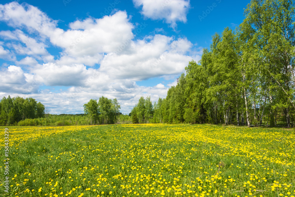 Beautiful spring landscape with yellow fields of dandelions.