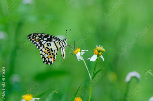 Insects  butterfly  moths bug.