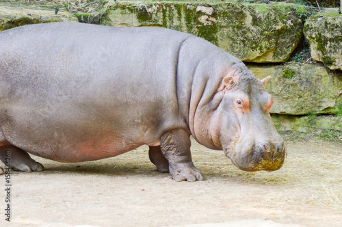 Hippopotamus seen from close up