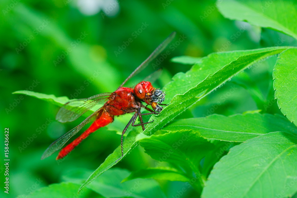 Insects, Dragonfly, Damselfly. Insects, Dragonfly, Damselfly.