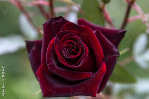 rose close up on green blur background