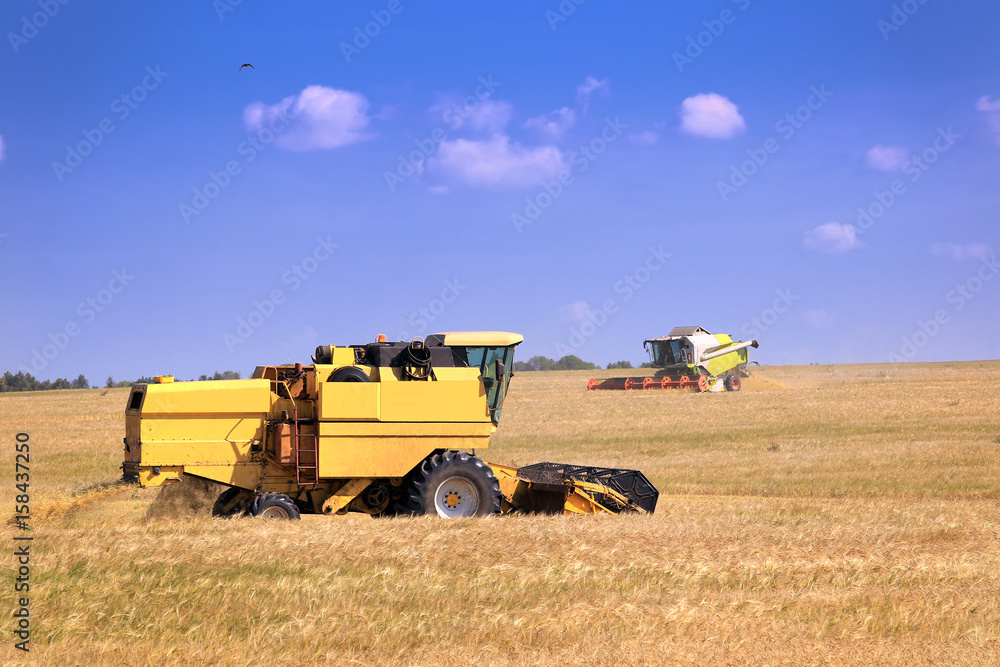 Obraz premium harvest