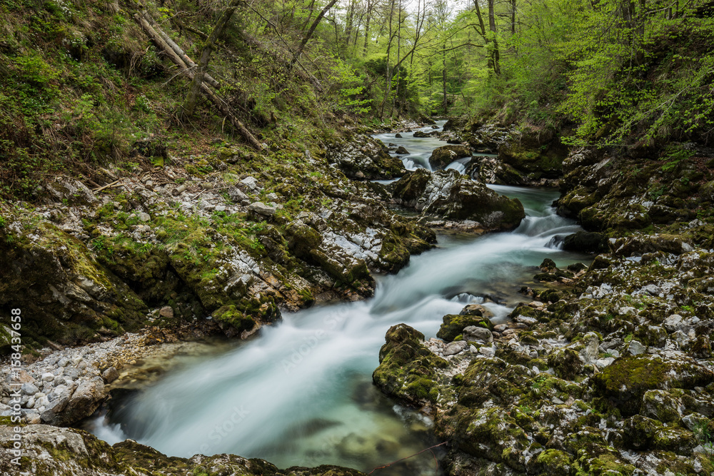 Obraz premium Wąwóz Vintgar