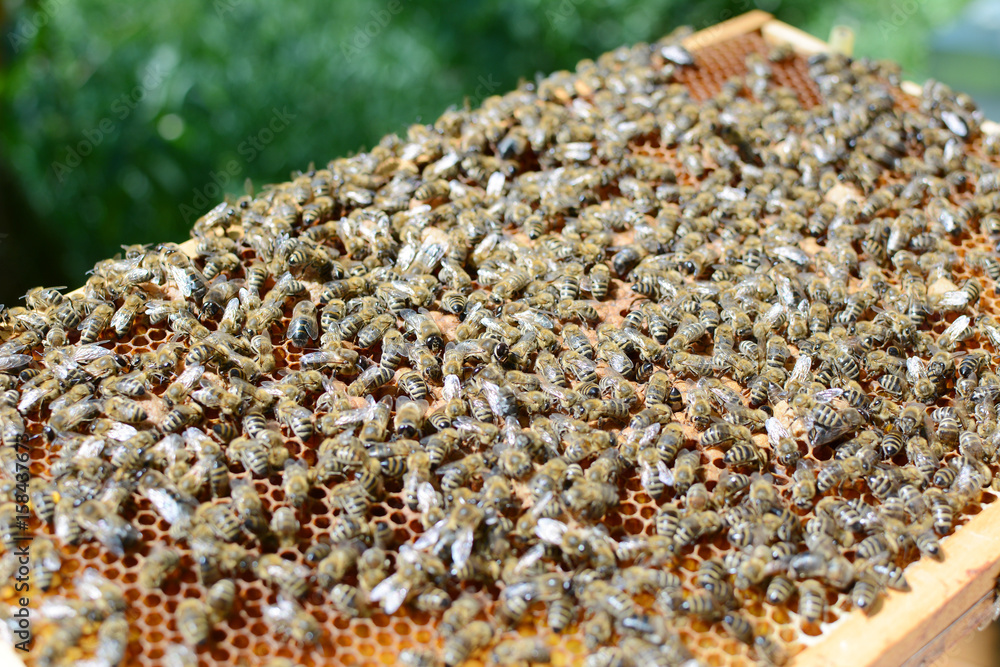Close up view of the working bees on honey cells.