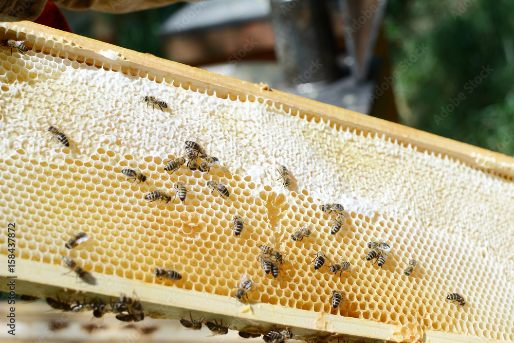 Close up view of the working bees on honey cells. Close up view of the working bees on honey cells.