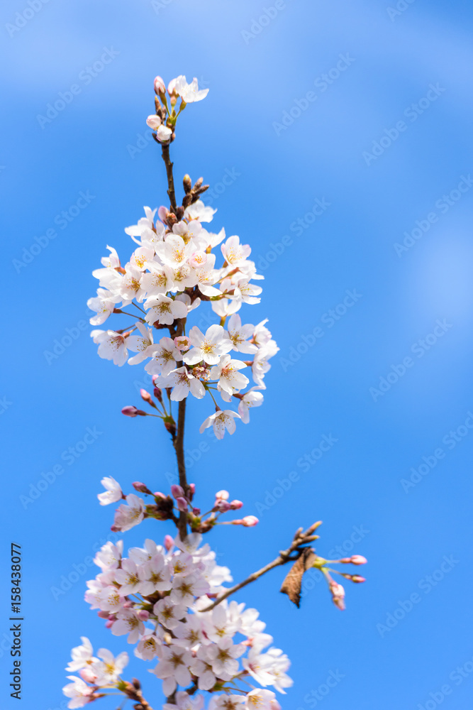Beautiful cherry blossom sakura in spring time Beautiful cherry blossom sakura in spring time