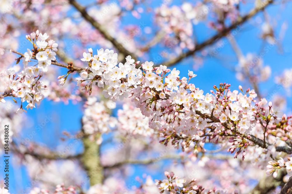 Beautiful cherry blossom sakura in spring time Beautiful cherry blossom sakura in spring time
