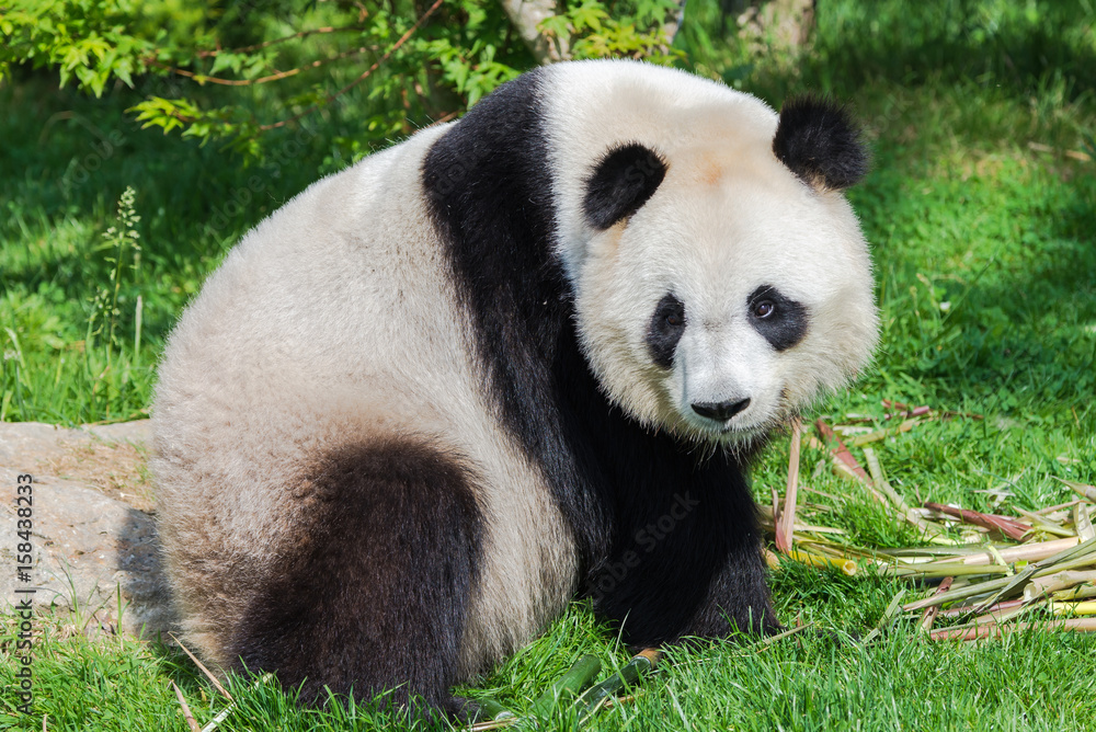 Obraz premium Giant panda eating bambou sticks