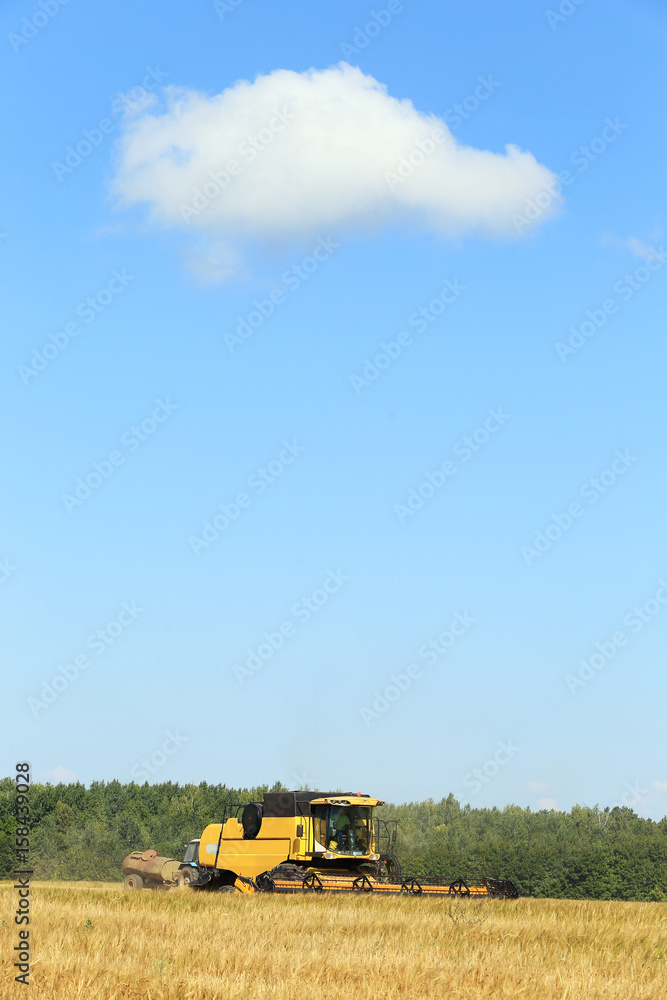 Fototapeta premium harvest