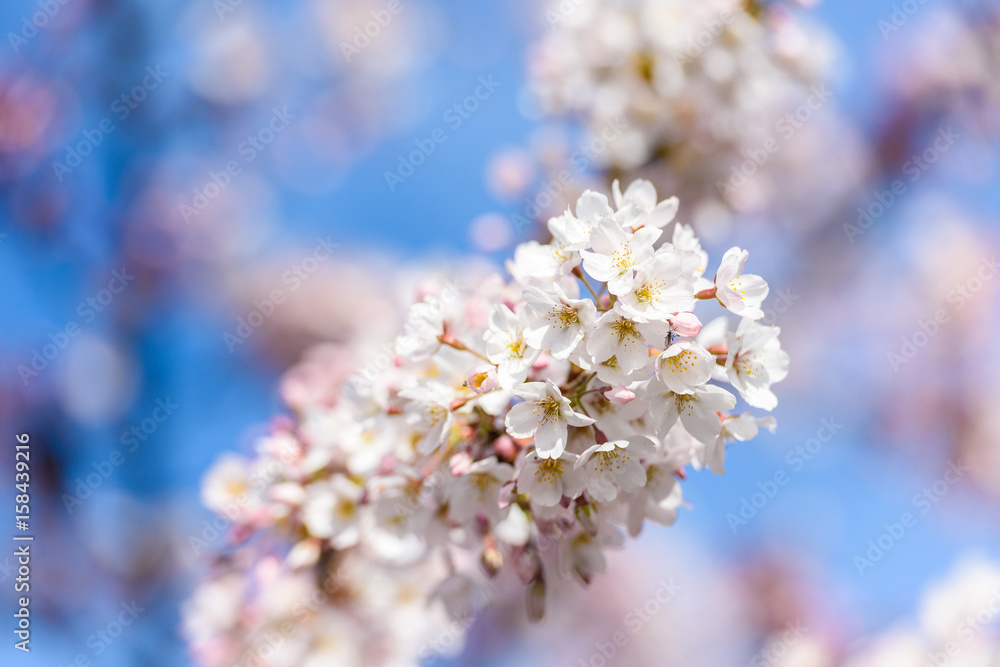 Beautiful cherry blossom sakura in spring time Beautiful cherry blossom sakura in spring time