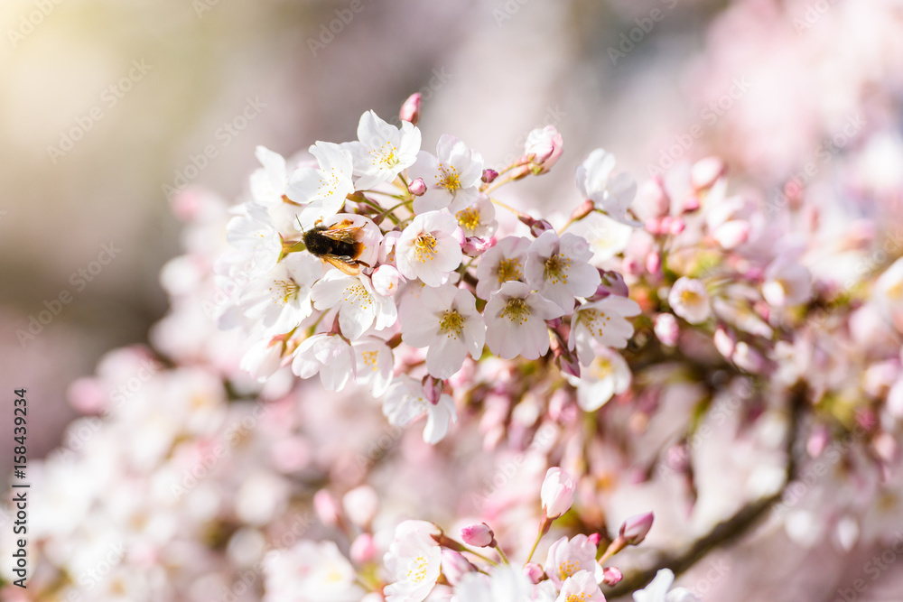 Beautiful cherry blossom sakura in spring time Beautiful cherry blossom sakura in spring time
