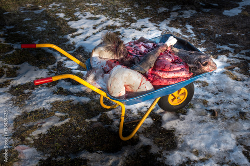 Bilde på lerret Moose head and intestines after slaughter in the garage after the hunt, in a whe