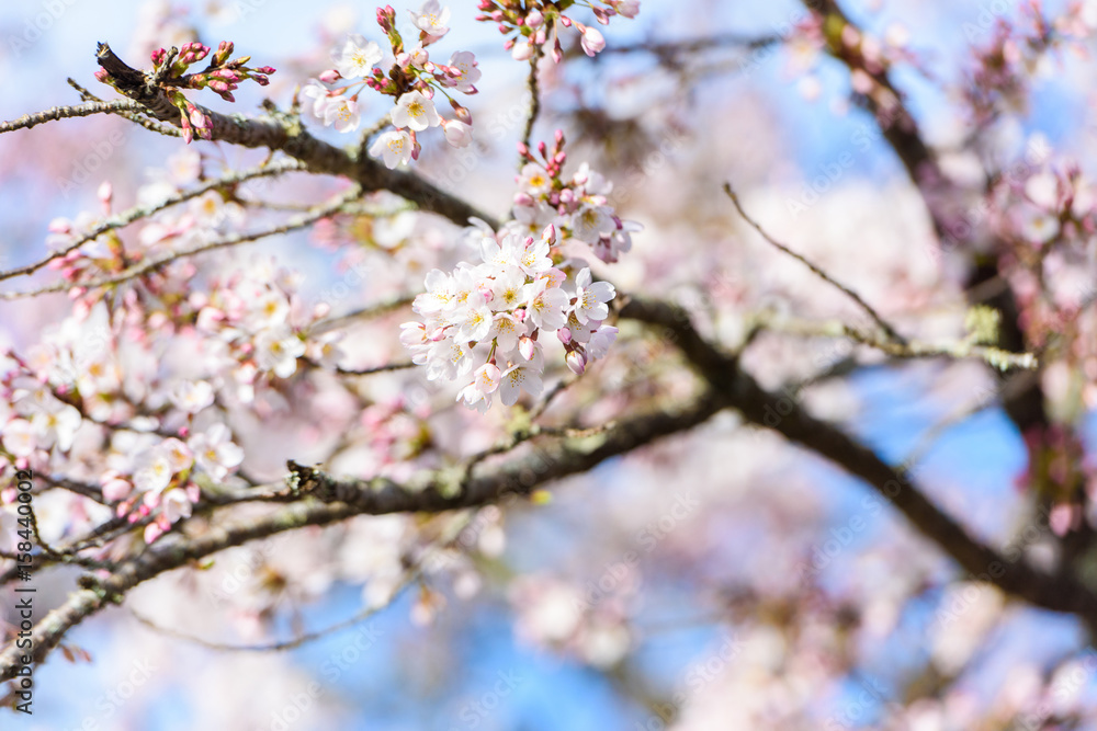 Beautiful cherry blossom sakura in spring time Beautiful cherry blossom sakura in spring time