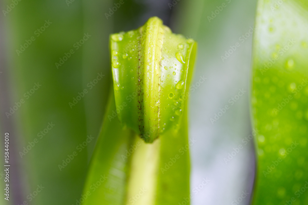 Circinate venantion of fern (Division Pterophyta) for education. Circinate venantion of fern (Division Pterophyta) for education.