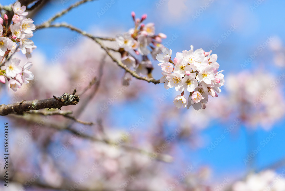 Beautiful cherry blossom sakura in spring time