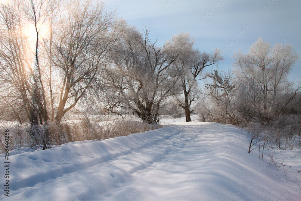 drifts in the woods drifts in the woods