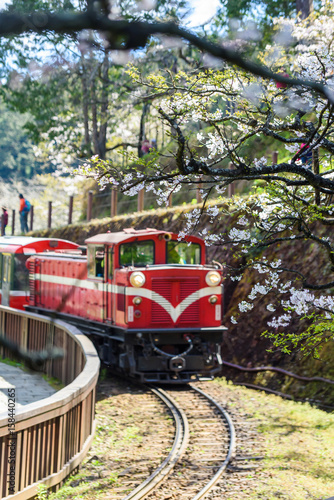 Alishan forest train in Alishan National Scenic Area during spring season. (focus flower)