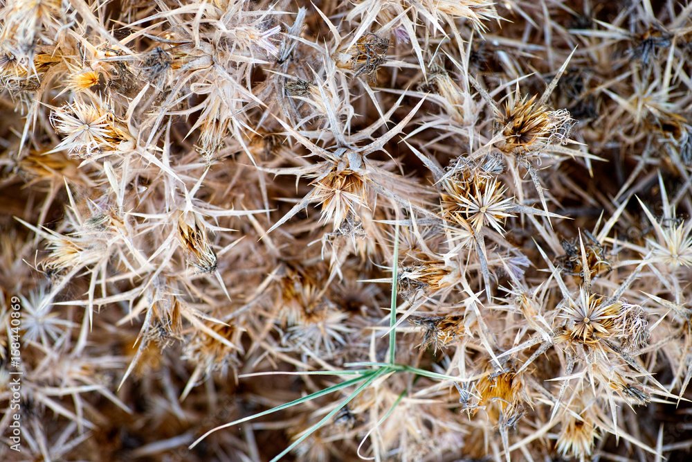 Dry thorn bush Dry thorn bush
