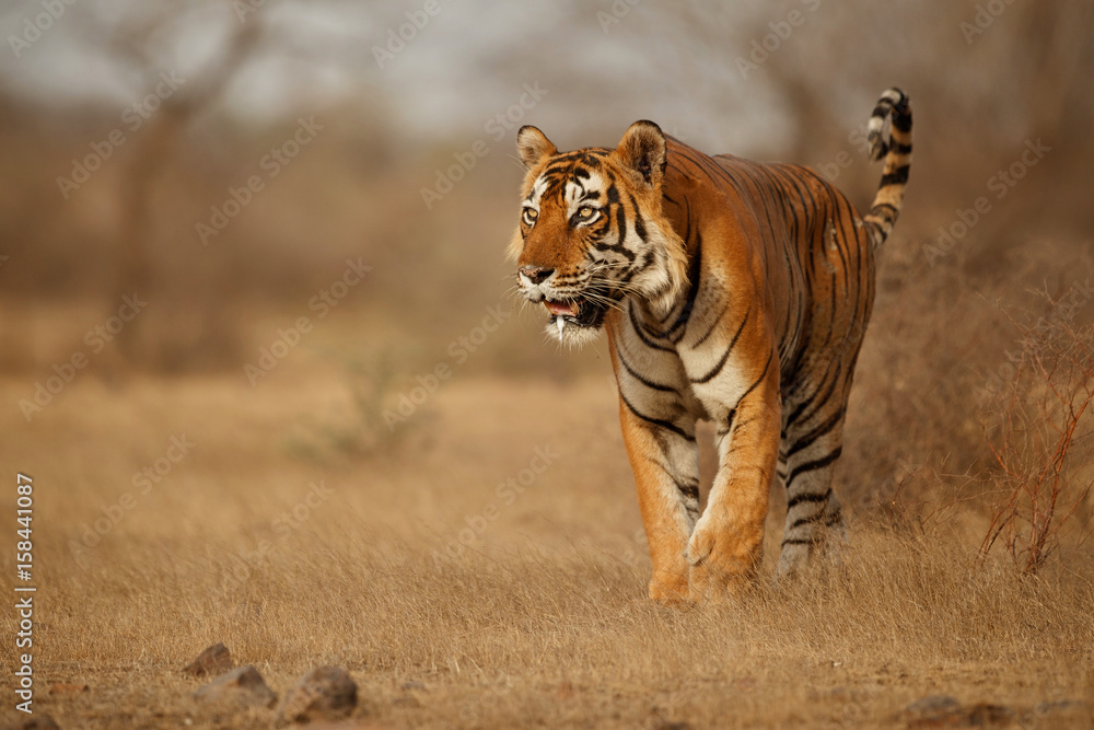 Naklejka premium Tygrys w środowisku naturalnym. Tygrysia męska chodząca głowa na składzie. Scena przyrody z niebezpieczeństwem zwierząt. Gorące lato w Radżastanie w Indiach. Susi drzewa z pięknym indyjskim tygrysem, Panthera Tigris