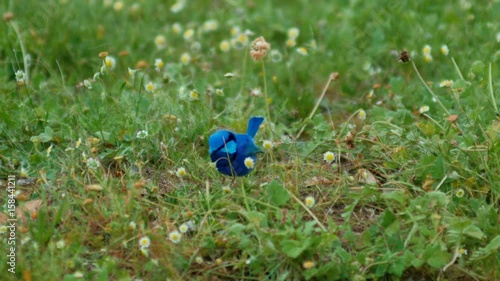Blue Wren On The Ground