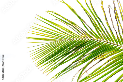 Palm leaf isolated on white